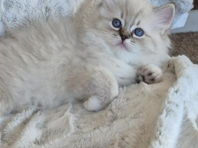 Snowflake - Ragdoll - Gallery Photo #1