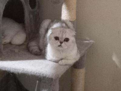 Little Grumpy - Scottish Fold - Gallery Photo #1