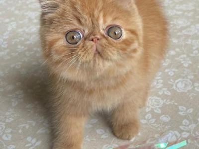 Rijik - Exotic - Gallery Photo #1