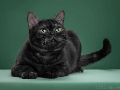 GG Gorgeous Googly - American Shorthair - Gallery Photo #1