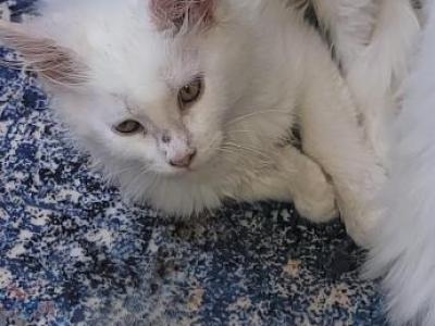 Saddie - Maine Coon - Gallery Photo #1