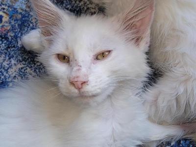 Ren - Maine Coon - Gallery Photo #1