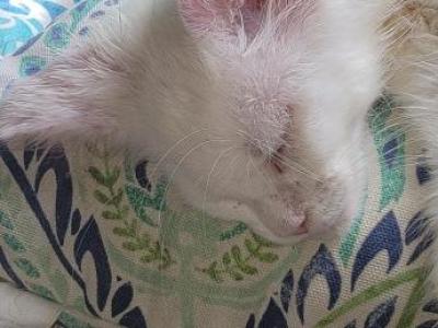 Brodie - Maine Coon - Gallery Photo #1