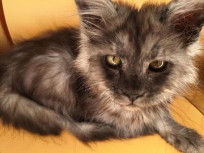 Cassie - Maine Coon - Gallery Photo #1