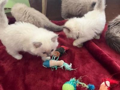 Sasha And Captain - Ragdoll - Gallery Photo #1