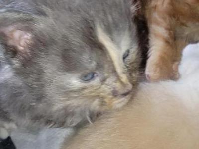 Echo - Maine Coon - Gallery Photo #1