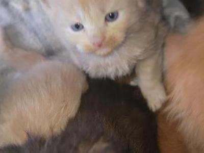 Jasper - Maine Coon - Gallery Photo #1