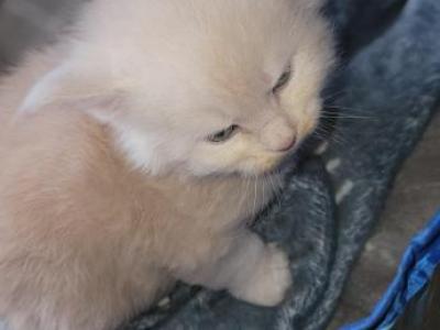 Bellamy - Maine Coon - Gallery Photo #1