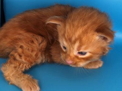 Finn - Maine Coon - Gallery Photo #1