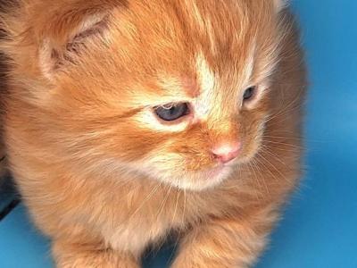Lincoln - Maine Coon - Gallery Photo #1