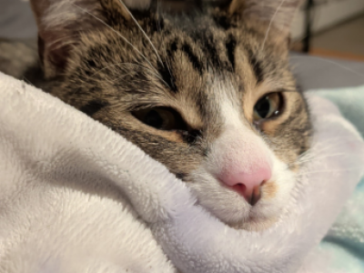 Ash - Domestic - Gallery Photo #1