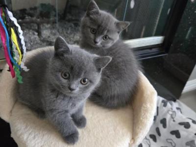 Lina - British Shorthair - Gallery Photo #1