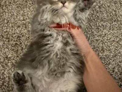 Doll Faced Persian Kitten - Persian - Gallery Photo #1