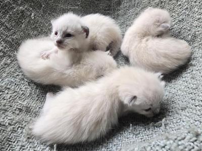 Siamese Kittens - Siamese - Gallery Photo #1