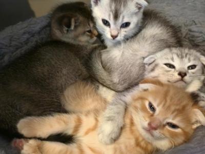 Scottish Fold & Straight Litter - Scottish Fold - Gallery Photo #1