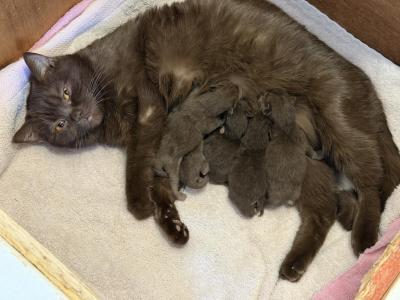 British Shorthair - British Shorthair - Gallery Photo #1