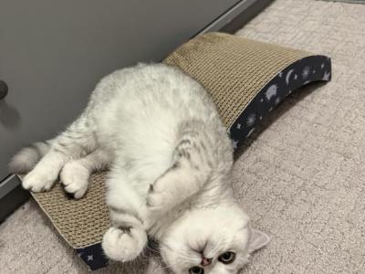 Tuti - British Shorthair - Gallery Photo #1