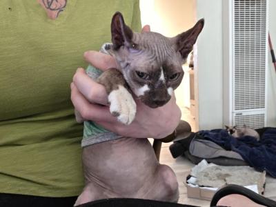 Flips - Sphynx - Gallery Photo #1
