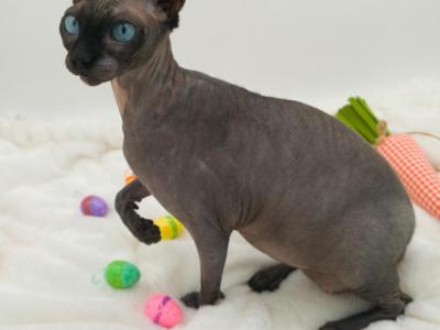 NakedSphynxlake Miss Ozzy's Upcoming Litter - Sphynx - Gallery Photo #1