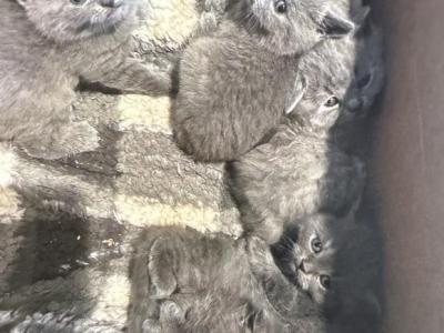 Grey Litter - British Shorthair - Gallery Photo #1