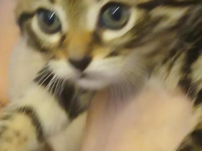 Brian And Stella - Bengal - Gallery Photo #1