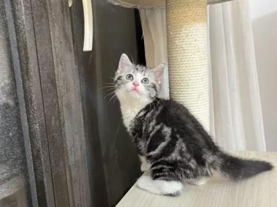 Jay - American Shorthair - Gallery Photo #1