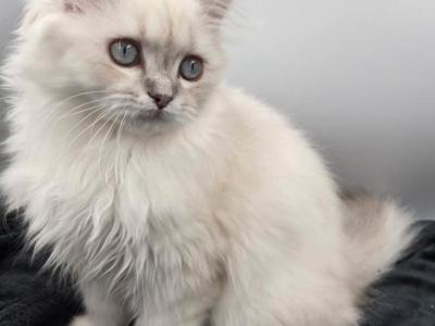 Elsa - Domestic - Gallery Photo #1