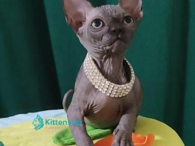Luna Noir - Sphynx - Gallery Photo #1