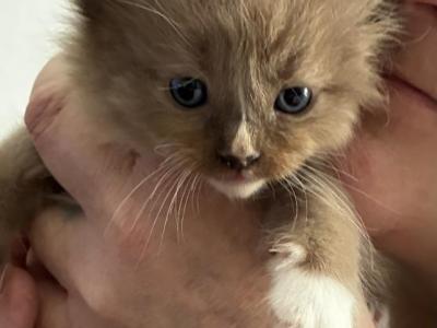 New Years Litter - Ragdoll - Gallery Photo #1