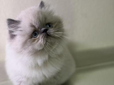 Elliot - Himalayan - Gallery Photo #1
