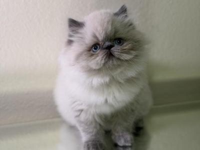 Elliot - Himalayan - Gallery Photo #1