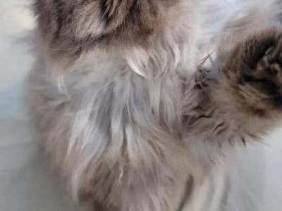 Yahs Kitty Creations - Persian - Gallery Photo #1