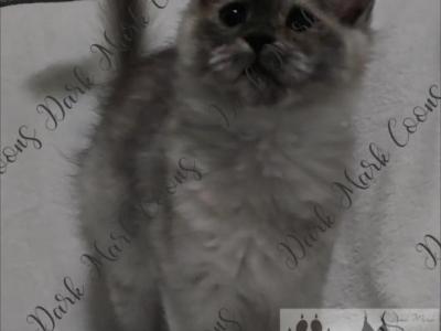 Precious Kittens - Maine Coon - Gallery Photo #1