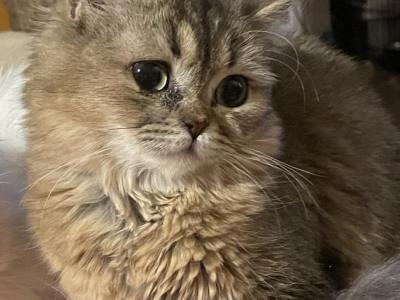 Mika - British Shorthair - Gallery Photo #1