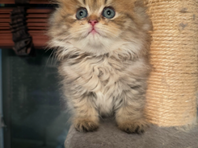 Purebred Persian Kittens - Persian - Gallery Photo #1