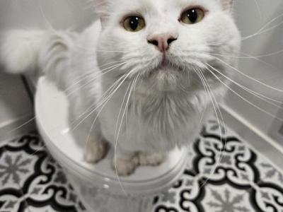 Pico - Exotic - Gallery Photo #1