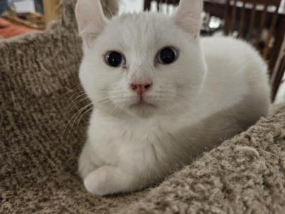 Macy - Exotic - Gallery Photo #1