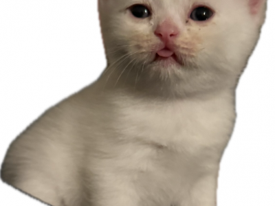 Aiylas Kittens - Scottish Straight - Gallery Photo #1