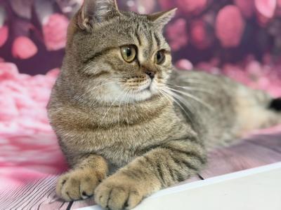 Toffee - Scottish Straight - Gallery Photo #1