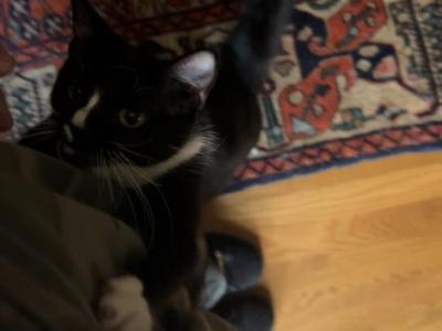 Darcy - Domestic - Gallery Photo #1