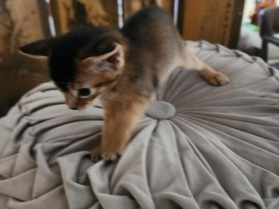 Layla - Abyssinian - Gallery Photo #1