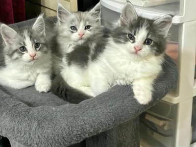 Litter C - Maine Coon - Gallery Photo #1
