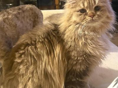 Nobu - Persian - Gallery Photo #1