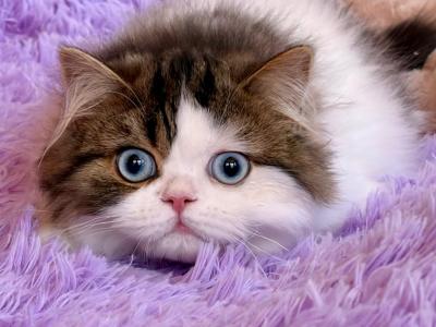 Enzo - Scottish Straight - Gallery Photo #1