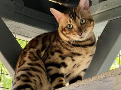 Bengal Boy - Bengal - Gallery Photo #1