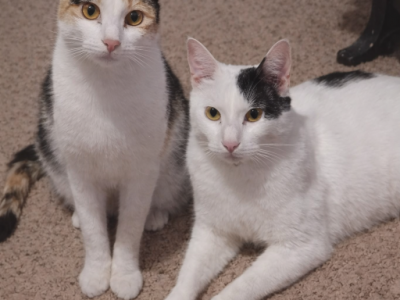 Phoebe And Chandler - Domestic - Gallery Photo #1