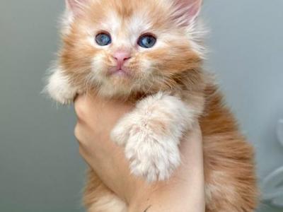 Maine Coon EZ Darina Polydactyl - Maine Coon - Gallery Photo #1