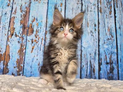 Maine Coon EZ Nasturtsia - Maine Coon - Gallery Photo #1