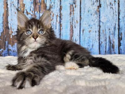 Maine Coon EZ Narcissus - Maine Coon - Gallery Photo #1