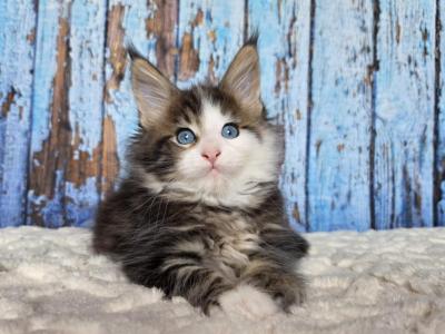 Maine Coon EZ Nut - Maine Coon - Gallery Photo #1